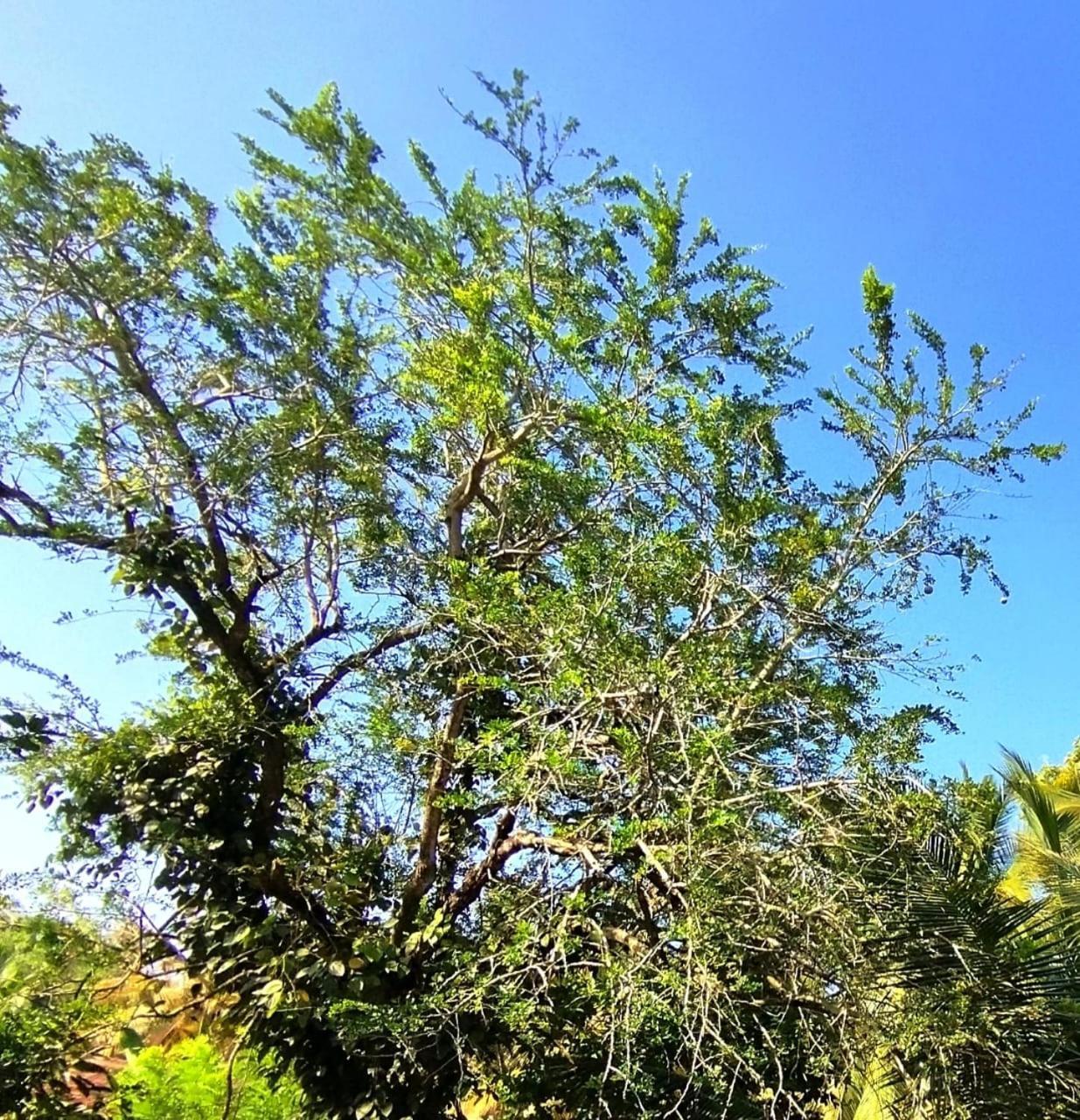 Mirissa Villa Green Pepper Εξωτερικό φωτογραφία